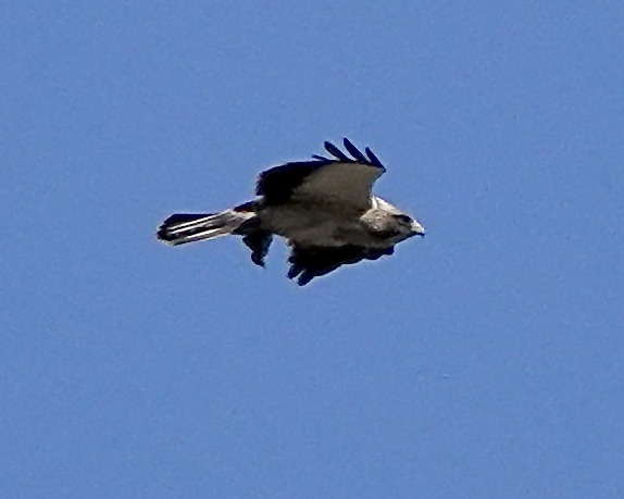 booted eagle
